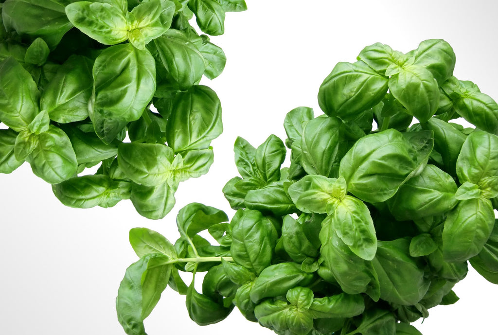 Essential Italian Herbs for the Perfect Pasta